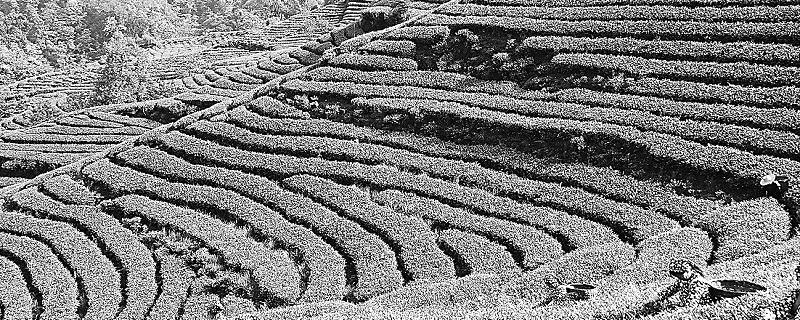 关于严把早春绿茶质量关的最新信息