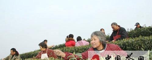 有关于泸州纳溪开采特早茶 打造“中国特早茶之乡”的最新资讯