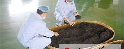 关于信阳严格把关生产无公害化茶叶的热门信息