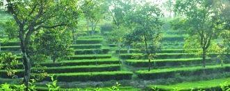 有关于破题同质化竞争 安溪铁观音回归精耕细作时代的热门资讯