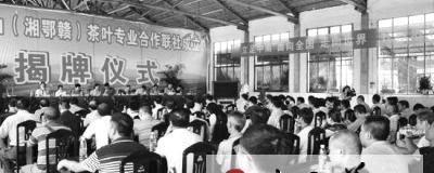 关于湘鄂赣茶叶合作社结盟的最新资讯