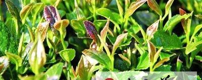 关于闽茶企建言“玉茗奖” 现茶行业榜样力量的热门消息