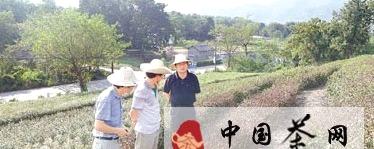 关于杭州西湖景区拆除部分遮阳棚维护茶园景致的新闻