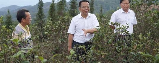 有关于临沧市长锁飞调研双江亥公高优生态茶叶产业园的最新资讯