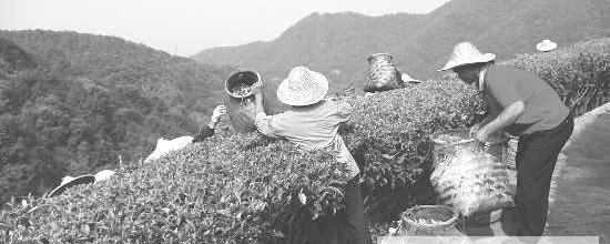 关于缺少降水 武夷冬茶或减产的最新信息