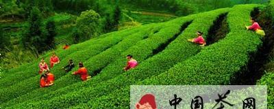 关于乐山棉花村发展茶产业 茶叶4050亩的资讯