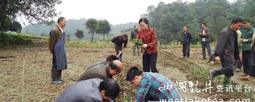 有关于高县：四川茶叶生产大县掀起新一轮栽茶热潮的最新资讯