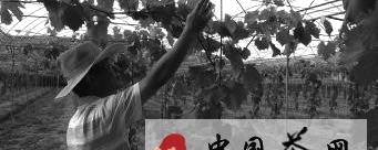 有关于茶局浅析：茶园流转“转”出茶业新经济的信息
