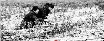 有关于长阳县磨市镇今年发展茶叶精品示范基地500亩的最新信息