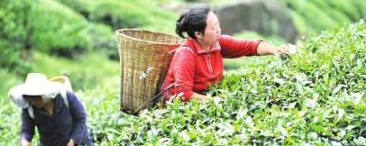 有关于茶商走了 名山250万斤茶叶积压冷库的热门消息