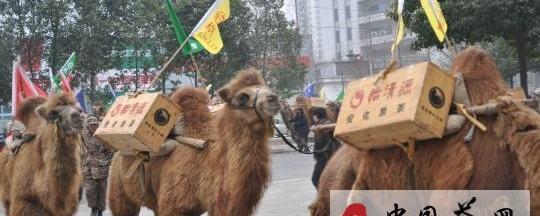 有关于“重走茶叶之路”驼队载茶行走11国的最新消息