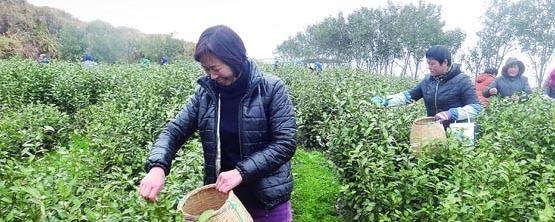 有关于舟山市普陀佛茶园特早茶“乌牛早”开摘的最新资讯