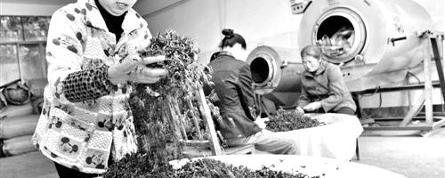 有关于寿宁:“女强人”独撑数百亩茶园致富不忘乡邻的热门消息