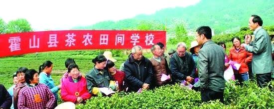 有关于霍山开设“田间学校”，指导茶树病虫害防治的热门消息