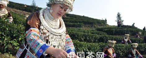 有关于中国茶叶专家来柳把脉柳州茶产业的热门新闻