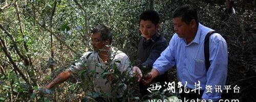 有关于高级农艺师指导宁化县茶叶龙头企业生产工作的资讯