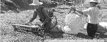 有关于鹤峰县走马镇秋茶开始采摘的最新消息