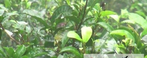 关于恩施“富硒”生态茶多靠化肥增硒的最新资讯