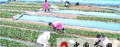 有关于巴东县溪丘湾茶农们正加紧培育茶苗的新闻