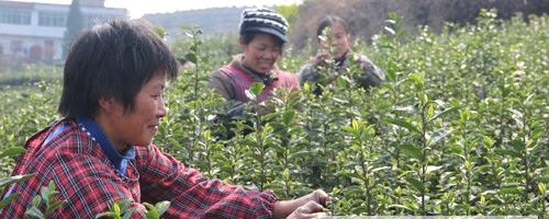 有关于泸州纳溪：特早茶全面开采 采茶工走俏市场的最新信息