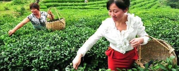 有关于岳西县夏秋茶出口实现三方多赢局面的热门消息
