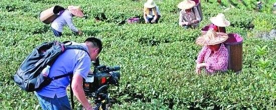 有关于央视直播安溪铁观音秋茶采摘盛况的最新信息