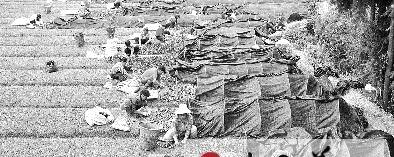 有关于恩施市龙凤镇茶农基地育茶苗（图）的热门消息