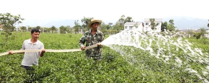 有关于重庆梁平：持续高温导致茶叶枯黄的热门资讯