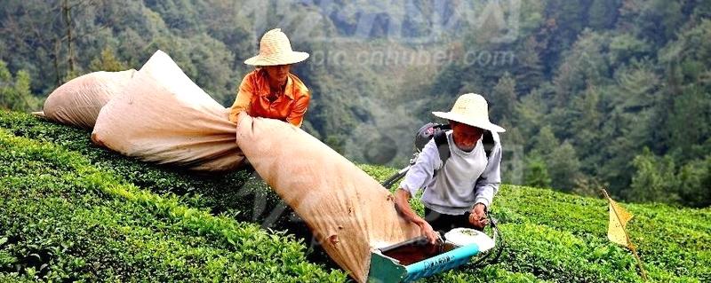 有关于宣恩茶农巧打“加时赛”抢采秋茶的热门消息