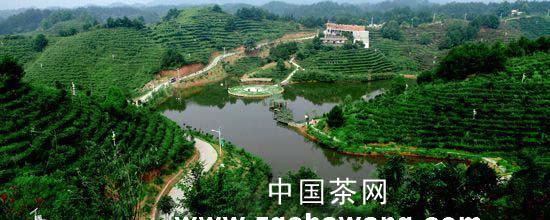 有关于休宁做强名优茶领跑茶产业的热门信息