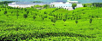 关于茶叶改变凤冈的热门资讯