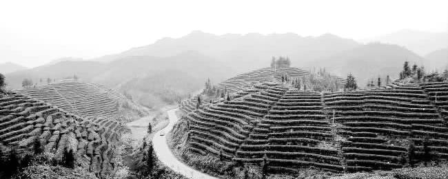 有关于柳州融水镇茶叶产业在壮大的热门信息