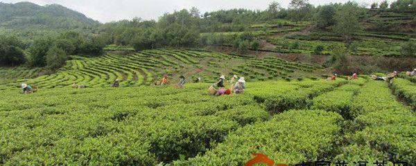 有关于双柏县名优茶产品效应不断凸显的消息