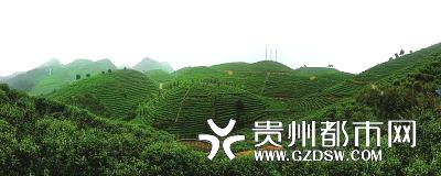 关于丹寨县兴仁镇依托最美茶乡品牌 加快农村建设的最新信息