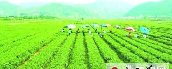 关于华安县政协主席建议做大华安铁观音支柱产业的热门新闻