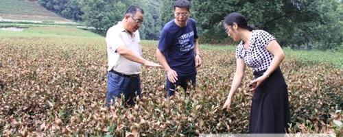 有关于浙江省积极开展茶叶高温干旱气象专题服务的最新消息