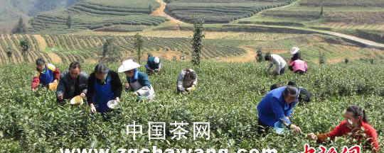 关于贵州“春前茶”开摘的消息
