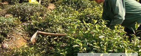 关于休宁县汪村镇茶农掀起茶园春季管理热潮的新闻