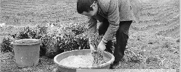 关于丹寨县“科学种茶” 茶苗成活率高达94.4%的热门资讯