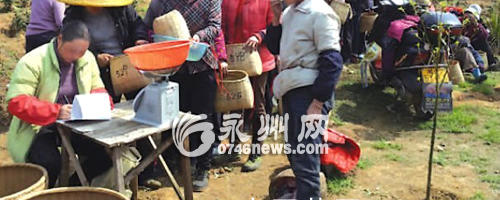 有关于江华：“明前茶”走俏 茶农采茶忙的最新消息