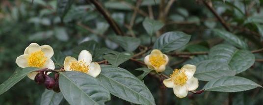 有关于天峨金花茶成为农民致富的“金饭碗”的热门新闻