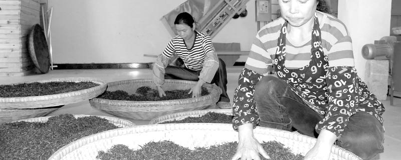 关于思南县长坝镇加工生产绿茶产品的新闻