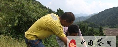有关于台州气象人员赴山区茶园调查旱情指导生产的最新消息