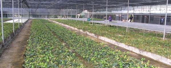 有关于防城港金花茶育苗基地每亩收入预计上万的最新信息