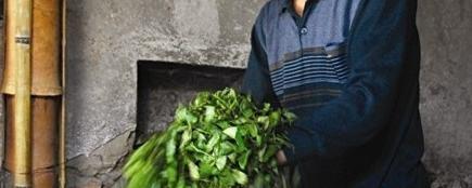 有关于安溪铁观音走起国家农业文化申遗路的热门消息