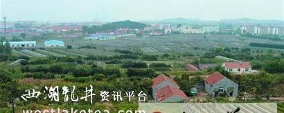 有关于崂山绿茶只摘“一心两叶” 好茶一斤上千元的最新资讯