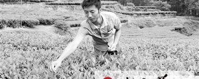 关于夹江青年返乡种茶创业成“示范”的热门资讯
