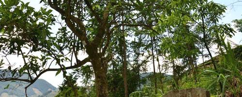 有关于安溪铁观音迈上国家农业文化申遗路的热门消息