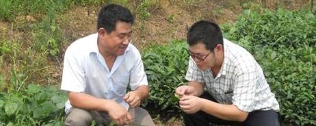 有关于诸城农业局安排技术人员为绿茶“体检”的热门资讯