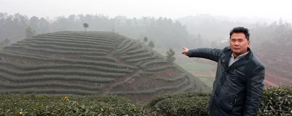 有关于宜宾市明威乡茶叶专业合作社社员当“掌柜”的最新信息